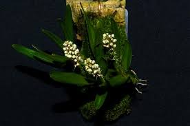 Image result for Polystachya dendrobiiflora