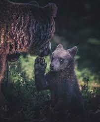 Pin On See Wildlife