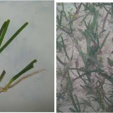 Image result for Cymodocea rotundata