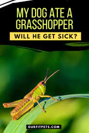 My Dog Ate A Grasshopper Will He Get Sick Our Fit Pets In 2021 Dog Eating Cat Advice Dogs