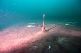 great lakes, feeding rare