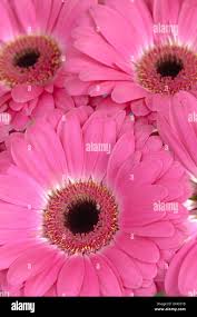 border between capitulum and petals of pink Gerbera daisy bloom Stock Photo  - Alamy