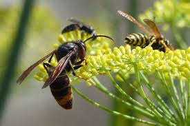 Check spelling or type a new query. Comment Faire Fuir Les Frelons Dans Le Jardin Le Domicile Chic