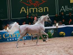 All papo horses on sale today, save now, free shipping specials! News Polish Arabian Horse Breeders Association