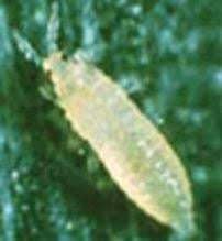 Image result for Onion Thrips