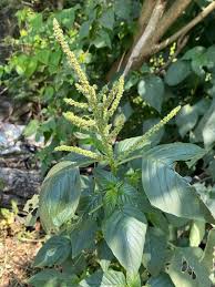 Image result for Amaranthus spinosus
