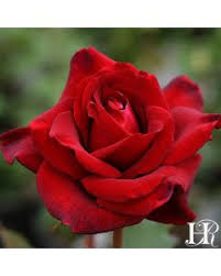I've been growing them for over 20 yrs and they are superior to any rose that's being hybridized today. Griffith Buck Roses Roses
