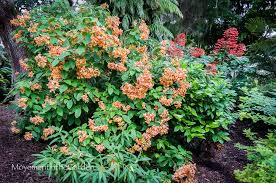 Image result for Mussaenda