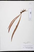 Image result for Vittaria reekmansii