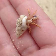 Check spelling or type a new query. Pin By Steve Johnston On Hemit Crabs Hermit Crab Pet Hacks Hermit
