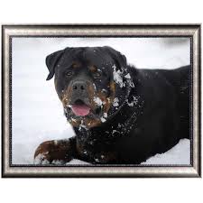 Rottweiler cross stitch pattern by kathleen george at cross stitch collectibles. Diy Diamond Painting Rottweiler Animal Cross Stitch 3d Full Diamond Embroidery Dog Pattern Mosaic Buy From 10 On Joom E Commerce Platform