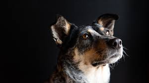 Join the pet photographers club. Pet Portraits Capture Studio Quality Photos Of Your Pet Tabitha Park Skillshare