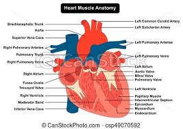 Human Heart Muscle Structure Anatomy Diagram