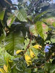 Image result for Paullinia pinnata