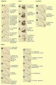 Image Result For Equine Body Language Chart Horses Horse