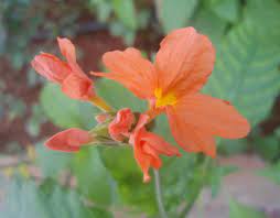 Beautiful flowers in sri lanka.jpg 1,320 × 869; Crossandra Infundibuliformis Wikipedia