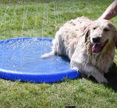 Let your furry friend enjoy a moment of relief from those hot summer days! Pet Sprinkler Mat Summer Pawz