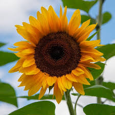 The flowers of the sunflower turn towards the sun. Sunflower Giant Russian Seeds The Seed Collection