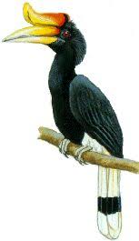 It is also malaysia's national bird. 15 Phoenix Bird Ideas Phoenix Bird Bird Phoenix Tattoo Design