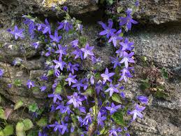 The full range is on sale now. Trailing Bellflower