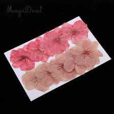 For more floral ideas see my plants page. Crafts Candle Moulds Egg Candle Mold 10pcs Pressed Sakura Dried Flower For Wedding Candle Making Mtmstudioclub Com