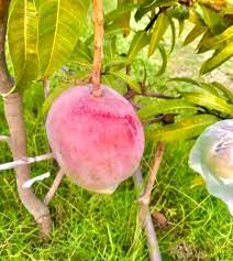 Miyazaki mango miyazaki mango price miyazaki mango price in india miyazaki mango seeds miyazaki mangoes miyazaki miyazaki mango plant most expensive mango mo. Y3s9l3p3njqrdm