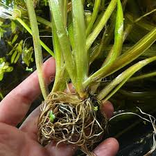 Image result for Vallisneria