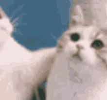 Anime couple matching gif pfps. View 16 Cat Matching Pfp Gif