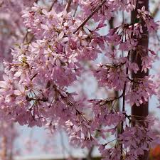 Weeping branches allow for a considerably compact ornamental cherry tree. Pink Snow Showers Prunus Proven Winners Trees Spring Meadow Nursery