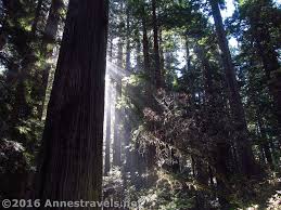 Lady bird johnson grove rests near the top of a ridge in redwood national park, more than 1,000 feet from sea level. The Sun Streams Through The Redwoods In The Lady Bird Johnson Grove Of Redwood National Park California Redwood National Park Lady Bird Johnson Grove