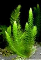 Image result for Ceratophyllaceae