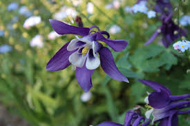 Image result for Aquilegia pompom mix