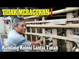Check spelling or type a new query. Pak Sogiman Ternak Kambing Kandang Koloni Lantai Tanah Youtube