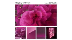 These are some of the most common colors of orchids. Orchid Flower 2022 Colour Of The Year Laura Sawyer Production Designer Creative Consultant