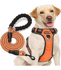 Ladoogo Reflective Dog Collar Padded with Soft Neoprene Breathable  Adjustable Nylon Dog Collars for Small Medium Large Dogs (Large (Pack of  1), Orange Collar+Leash) : Amazon.com.au: Pet Supplies