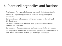 What are the plant cell organelle functions. Cell Parts Organelles And Functions Ppt Video Online Download