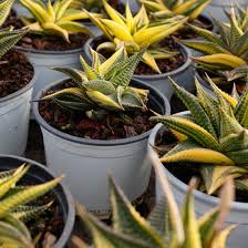 Image result for Haworthia limifolia