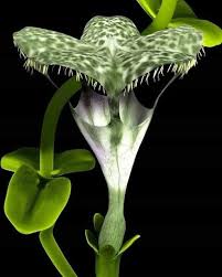 Image result for Ceropegia monteiroae