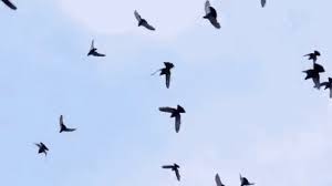 Colorful Birds Flying In The Sky Gif Https Encrypted Tbn0 Gstatic Com Images Q Tbn 3aand9gcriyrbr4tinatfcjjovcf1q0tagz B2ycf8 G Usqp Cau