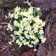 Schede didattiche con i nomi e le foto di ben 60 tipi di fiori che potete stampare o scaricare in pdf gratis per il riconoscimento e le. 3 Fiori Primaverili Che Sbocciano Nei Boschi Di Montagna In Primavera