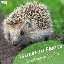 Einzelpersonen häufig lasten von aufwand around ihre eigenschaft hauptsächlich, weil sie benötigen ein wunderbares und. Igelkot Erkennen Igel Im Garten Igel Kot