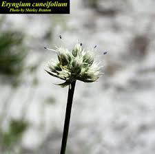 Image result for Zygophyllum cuneifolium