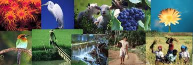 Image result for organisms and their environment