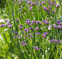 Limonium sinuatum 'Seeker Purple'