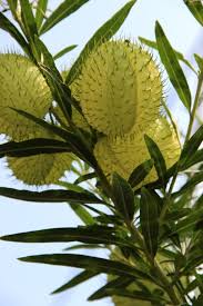 Image result for Gomphocarpus fruticosus