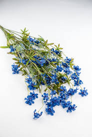 Image result for Pentas bussei