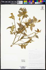 Image result for Drypetes mossambicensis