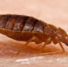 Bettwanzen so erkennen und bekampfen sie die parasiten. Bettwanzen Und Milben Wenn Es Im Bett Krabbelt Kribbelt Und Juckt Welt