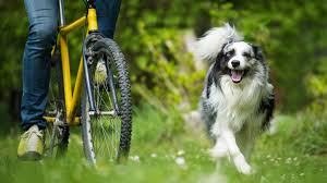 Fahrrad Fahren Mit Hund 7 Tipps Furs Laufen Neben Dem Fahrrad Partner Hund