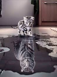 Gattino Riflesso Nell Acqua Piaraan Binatang Dan Hewan Lucu
